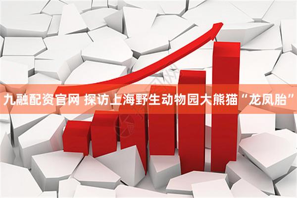 九融配资官网 探访上海野生动物园大熊猫“龙凤胎”